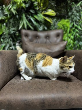 Deri sandalyedeki kedi.