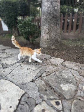 Güzel bir park bitkisindeki küçük kedi yavrusu.