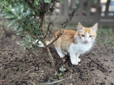 Güzel bir park bitkisindeki küçük kedi yavrusu.