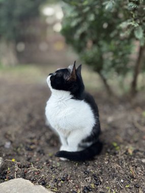 Güzel bir park bitkisindeki küçük kedi yavrusu.