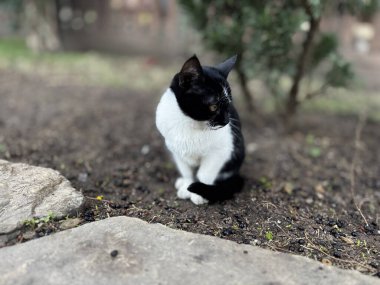 Güzel bir park bitkisindeki küçük kedi yavrusu.