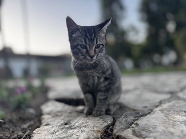 Güzel bir park bitkisindeki küçük kedi yavrusu.