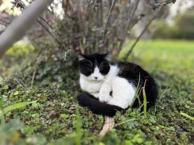 Parktaki sevimli kedi yavrusu.