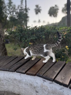 Parktaki sevimli kedi yavrusu.