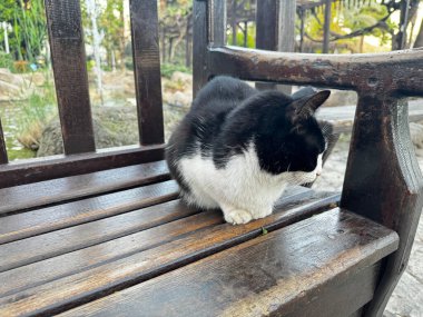 Sokak kedisi vahşi doğada yürüyor.