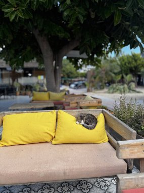 Kaffa 'daki sokak kedisi uzanıyor.