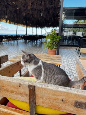 Kaffa 'daki sokak kedisi uzanıyor.