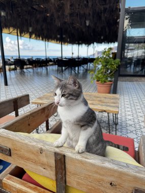 Kaffa 'daki sokak kedisi uzanıyor.