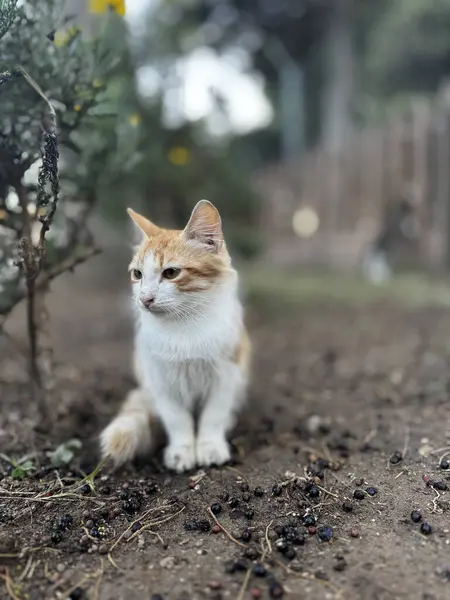 Güzel bir park bitkisindeki küçük kedi yavrusu.