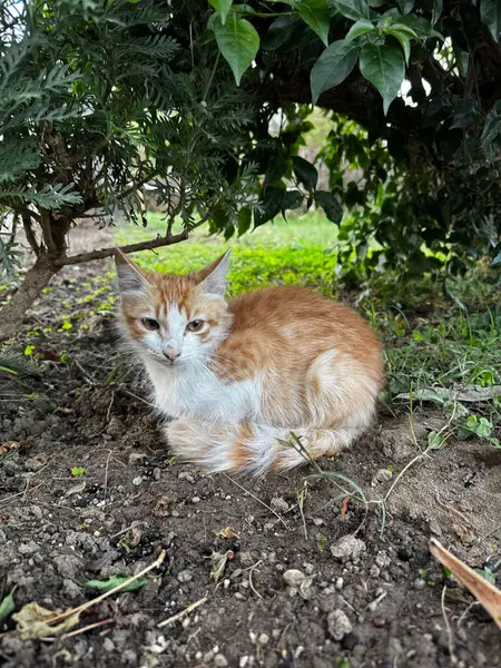 Sokak kedisi vahşi doğada yürüyor.