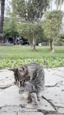 Kedi kendini yeşil bir parkta yıkıyor.