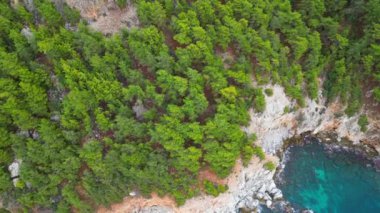 kayalık deniz kıyısı yeşil ağaçlarının panoramik görüntüsü