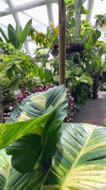 Egzotik kelebekler ağır çekimde