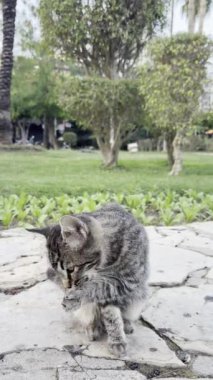 Kedi yavrusu parkta kendini yıkıyor.