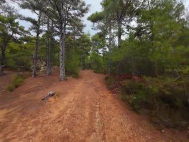 Sonbaharda bir çam ormanında yürüyorum