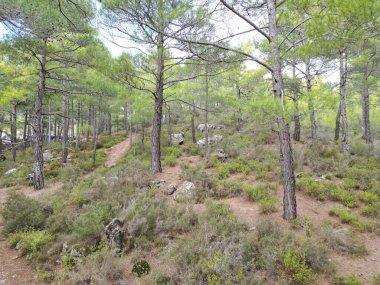 Sonbaharda çam ormanları Dağlarda kozalaklı ağaçlar 