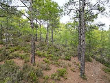 Sonbahar kozalaklı ağaçlarında çam ormanı