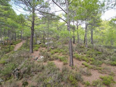 Sonbahar kozalaklı ağaçlarında çam ormanı