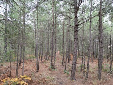 Sonbahar kozalaklı ağaçlarında çam ormanı