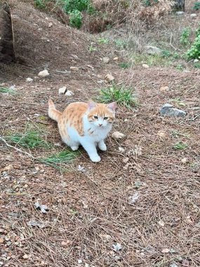 Parktaki sevimli kedi yavrusu.