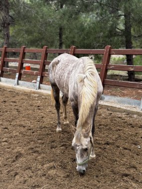 Ormandaki at çiftliği