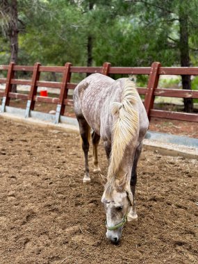 Ormandaki at çiftliği