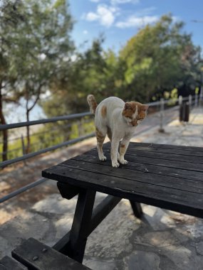 Kedi bahçedeki açık bir masada.