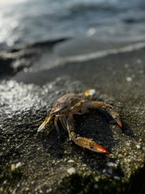 Deniz kıyısındaki kayalıklarda yengeç