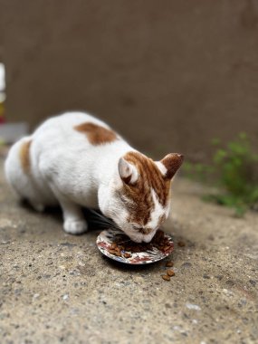 Kedi bahçedeki bir kaseden yemek yiyor.