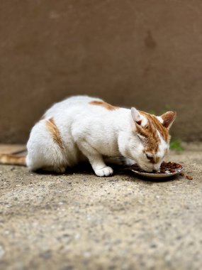 Kedi bahçedeki bir kaseden yemek yiyor.