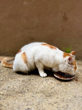 Kedi bahçedeki bir kaseden yemek yiyor.