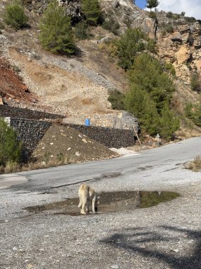 Sonbaharda dağlarda başıboş bir köpek