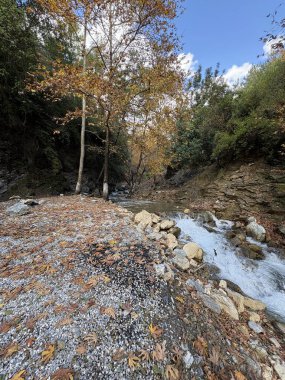 dağ nehri altın sonbahar sarı yaprakları