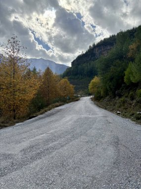 Sonbahar kozalaklı ağaçlarda dağlarda yol.