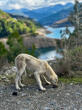 Sonbaharda dağlarda başıboş bir köpek