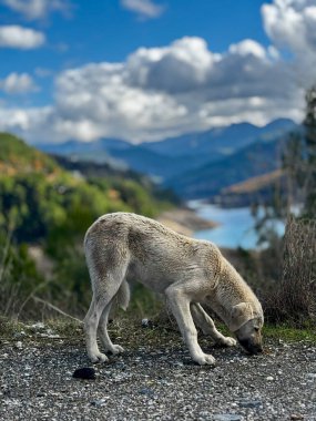 Sonbaharda dağlarda başıboş bir köpek