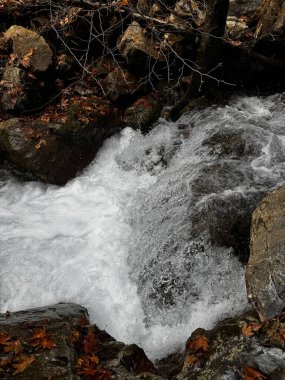 Dağ nehri taşları sarı yapraklar