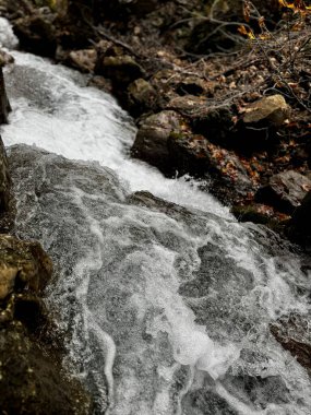 Dağ nehri akıntısı altın sonbahar yeşil ağaçları