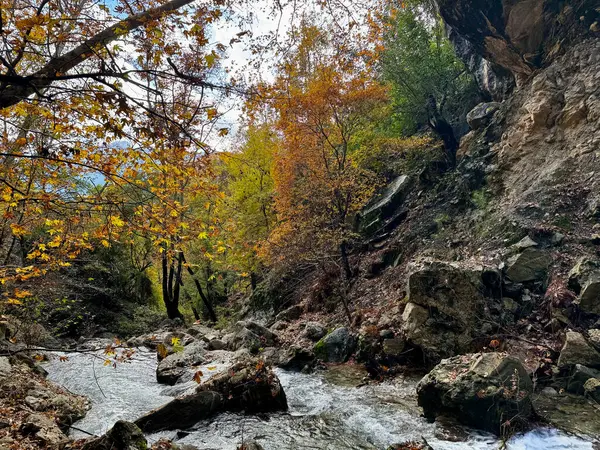 Dağ nehri taşları sarı yapraklar