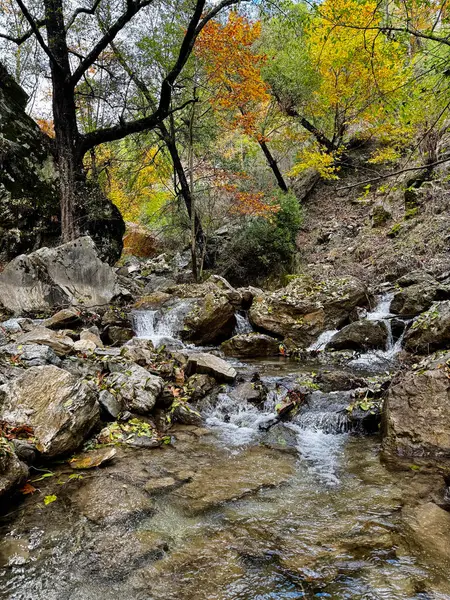 Dağ nehri sonbaharı ağaçlarla doludur. Yüksek kalite fotoğraf