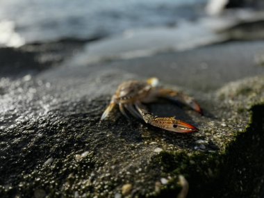 Yengeç deniz sahilinde kapanıyor. Yüksek kalite fotoğraf