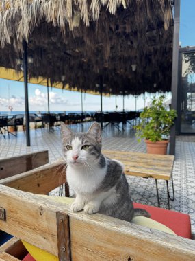 Sokak kedisi dinleniyor. Yüksek kalite fotoğraf