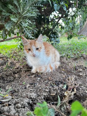 Sokak kedisi dinleniyor. Yüksek kalite fotoğraf
