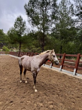 At sonbaharda çam ağaçlarında yürür. Yüksek kalite fotoğraf