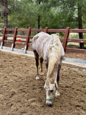 At çiftlikte doğa ormanında. Yüksek kalite fotoğraf