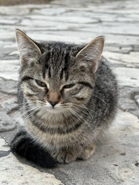 Sahilde kendi kendine yürüyen güzel bir kedi. Yüksek kalite fotoğraf