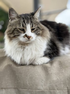 Yumuşak sokak kedisi yaklaş. Yüksek kalite fotoğraf