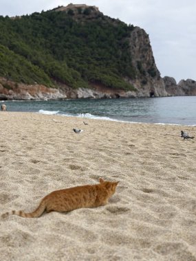 cat hunting bird on sandy beach. High quality photo clipart