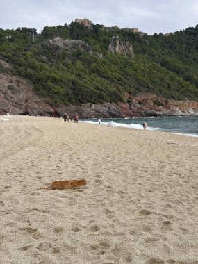 cat hunting bird on sandy beach. High quality photo clipart