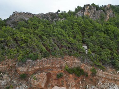 Uçurum manzaralı arka planda kozalaklı orman